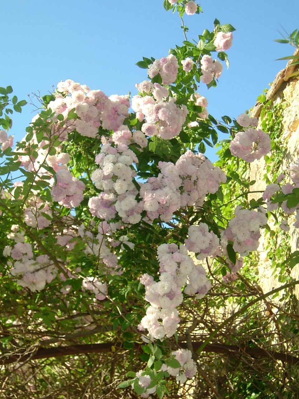 Domaine Des Escaunes Sernhac Dış mekan fotoğraf